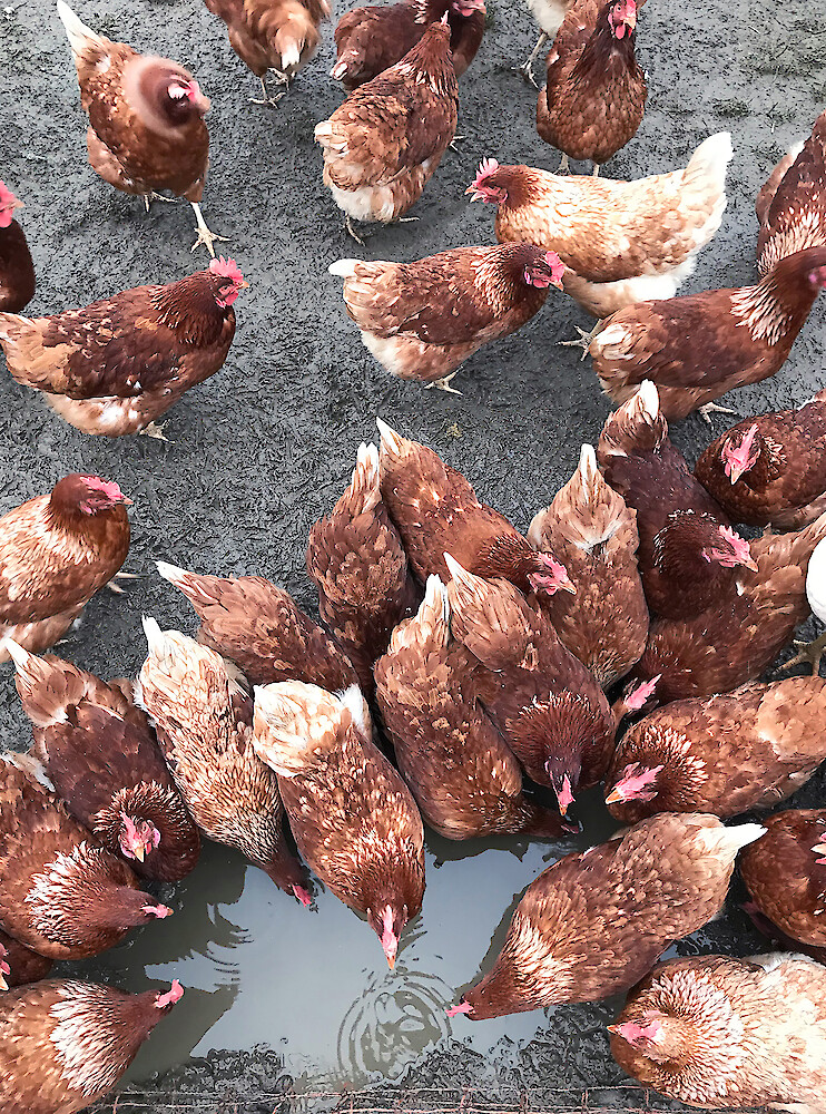 Chicken City Chicken City