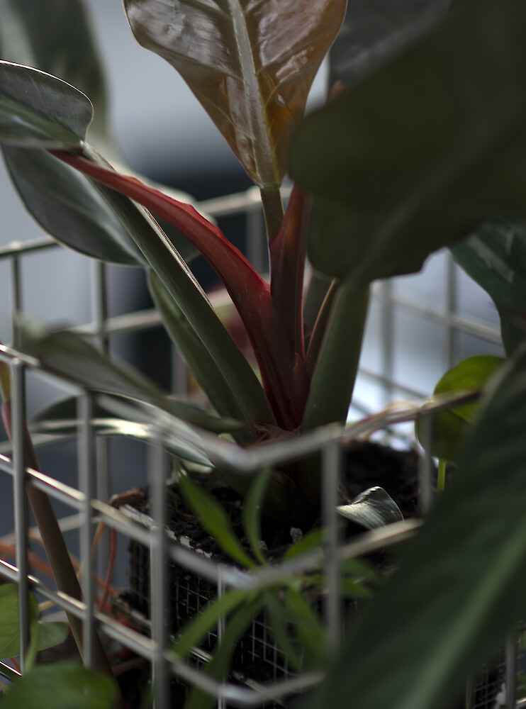 Teaserbild von Projekt NEXUM